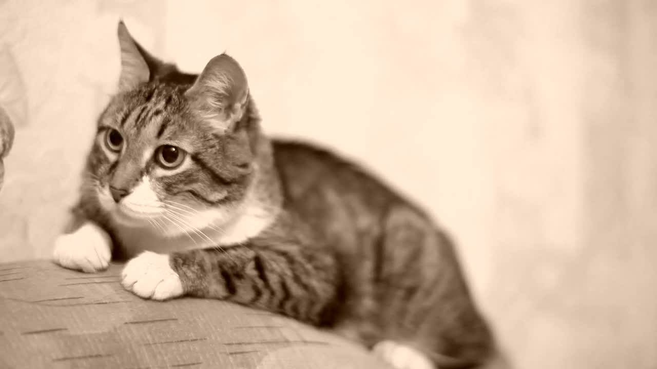 Stock Footage Yawning Cat Over The Sofa Live Wallpaper Free