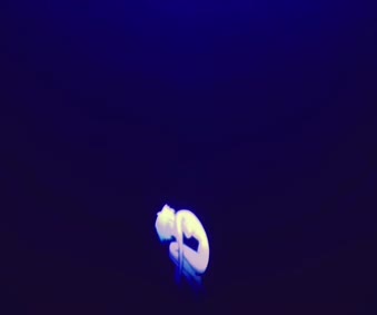 Evangelion Rei Ayanami Live Wallpaper
