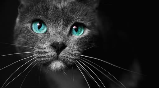 Rgb Cat Lively Wallpaper