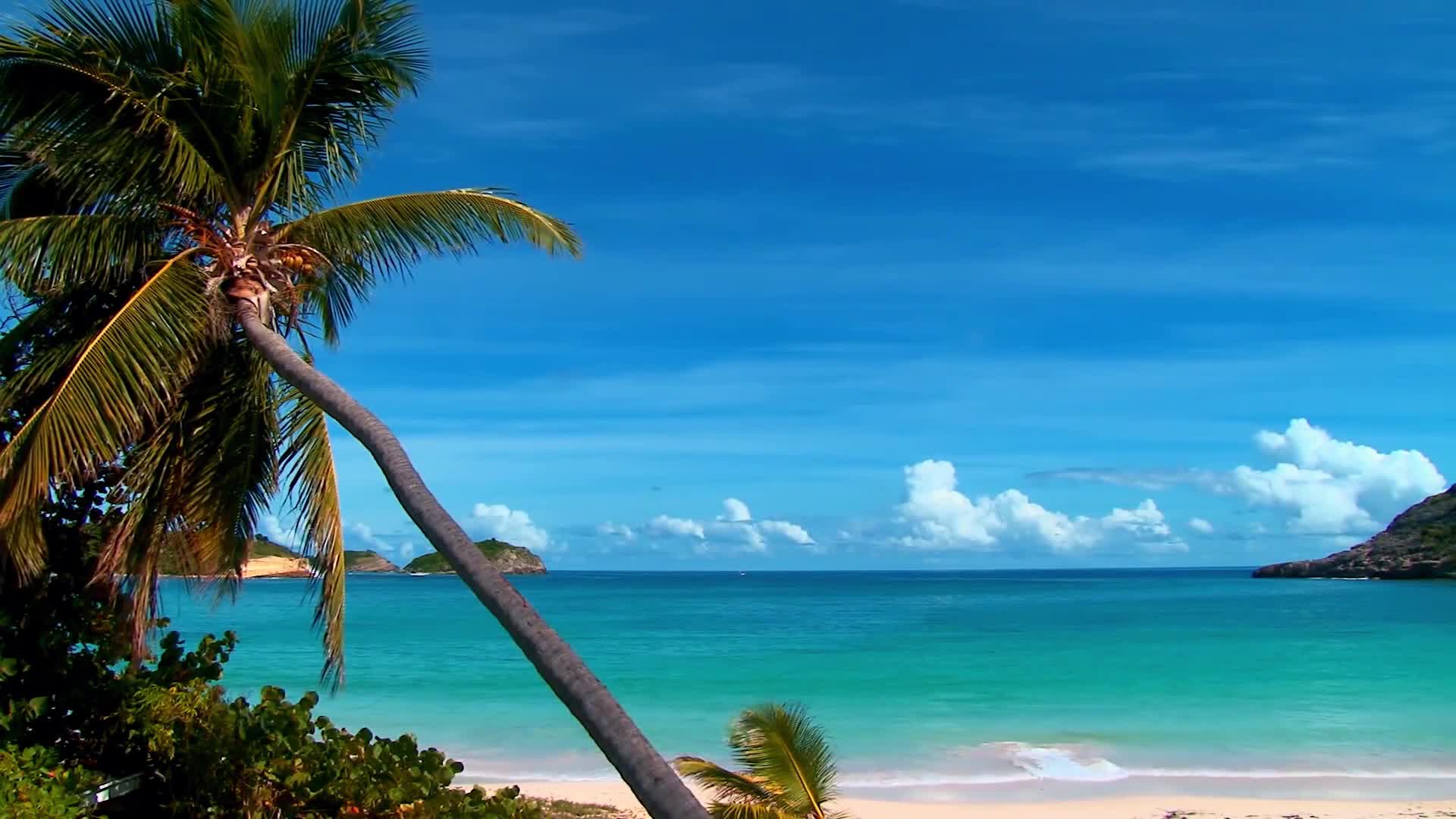 Tropical Wallpaper