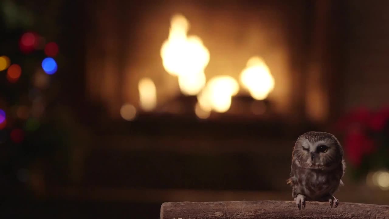 Owl Live Wallpaper